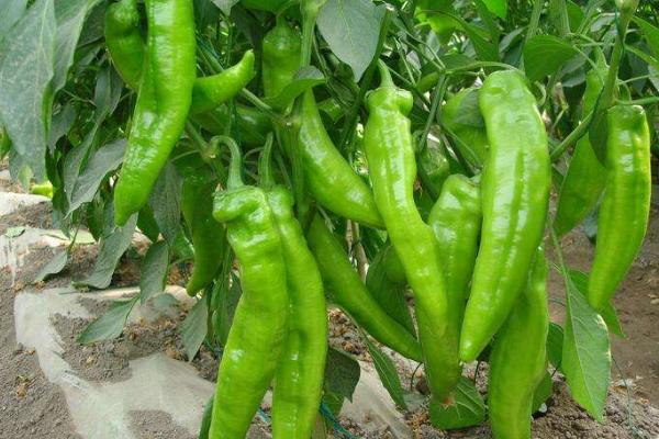 辣椒的好處是什么 辣椒吃多了會怎么樣