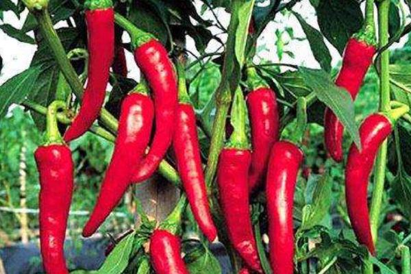 辣椒的好處是什么 辣椒吃多了會怎么樣