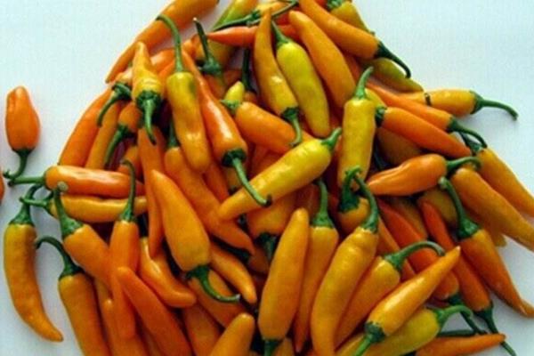小尖椒的做法大全  小尖椒的營養價值