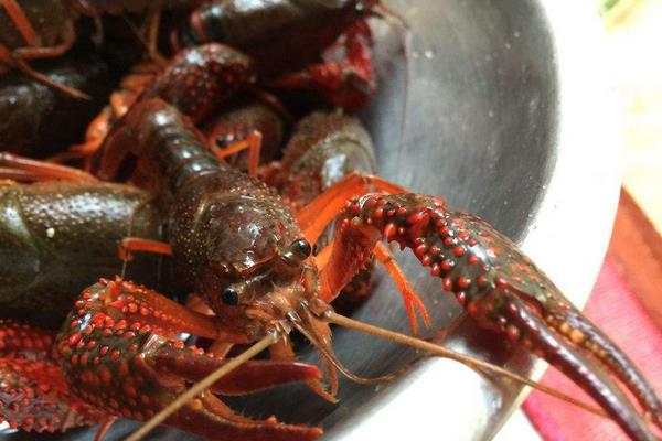 小龍蝦吃什么 小龍蝦多長時間開始繁殖