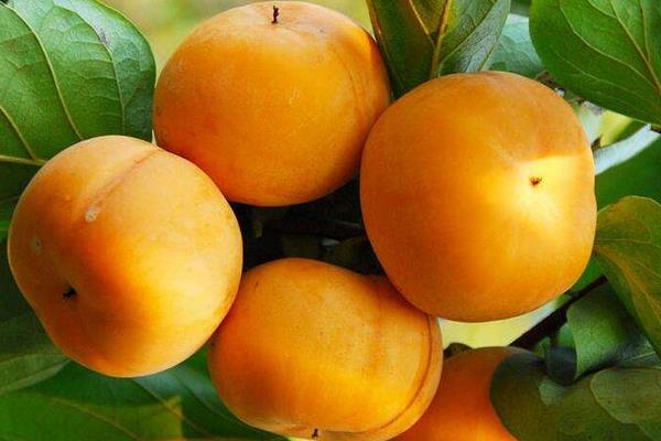 硬柿子和軟柿子的區(qū)別是什么 硬柿子怎么保存