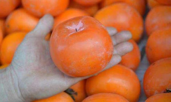 硬柿子和軟柿子的區(qū)別是什么 硬柿子怎么保存