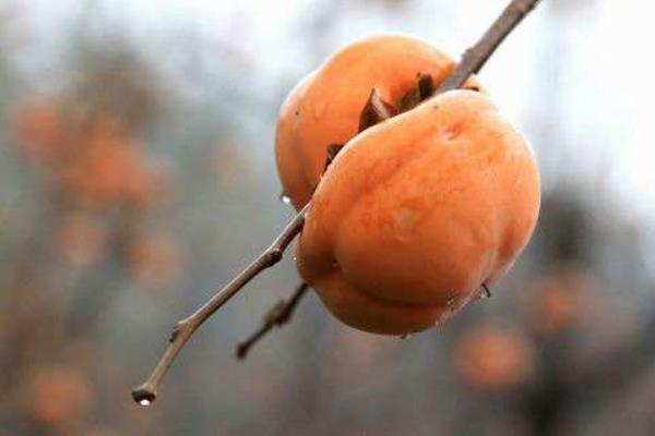 硬柿子和軟柿子的區(qū)別是什么 硬柿子怎么保存