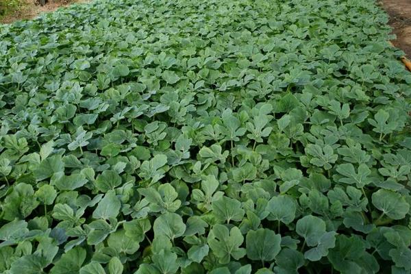 農村合作社靠什么盈利 成立農村合作社有什么好處