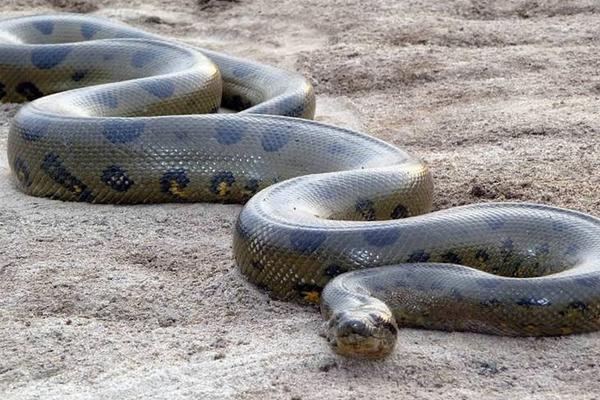 夢見蟒蛇追我是什么意思 女人夢到被大蟒蛇追著跑有什么預兆