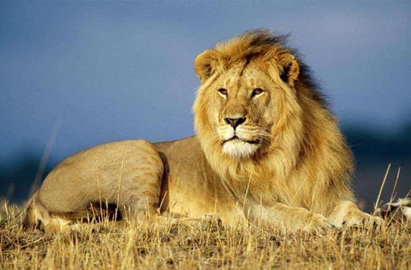 夢見獅子追我是什么意思 女人夢到獅子撲過來要吃我有什么預兆