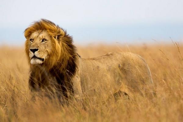 夢見獅子追我是什么意思 女人夢到獅子撲過來要吃我有什么預兆