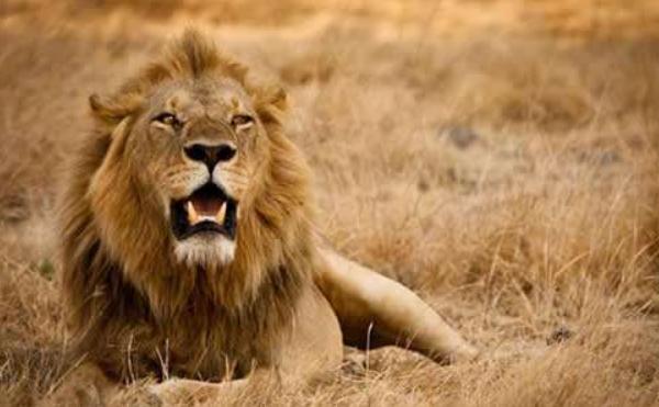 夢見獅子追我是什么意思 女人夢到獅子撲過來要吃我有什么預兆