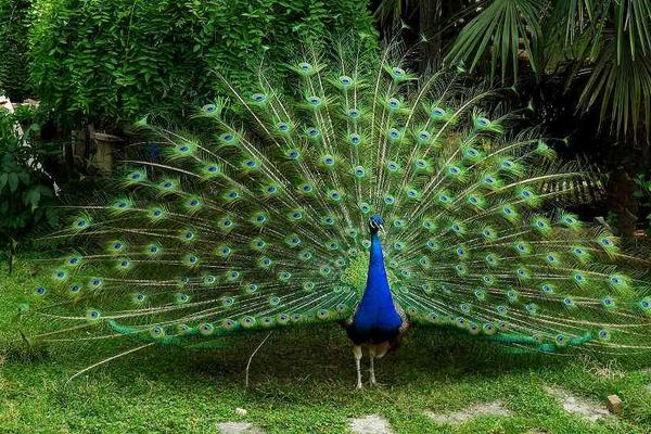 夢見孔雀開屏是什么意思 女人夢到彩色孔雀開屏有什么預兆