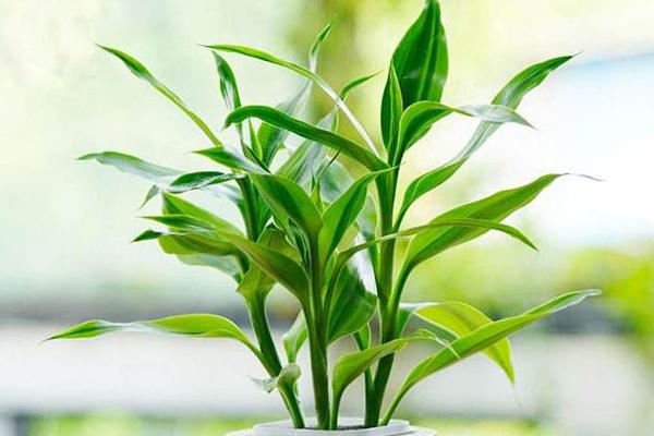 室內招財風水布局 招財風水方法有哪些