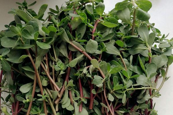 馬齒莧可以涼拌吃嗎 馬齒莧孕婦能吃嗎