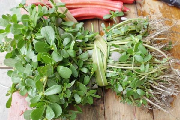 馬齒莧提取物功效與作用 馬齒莧提取物是什么