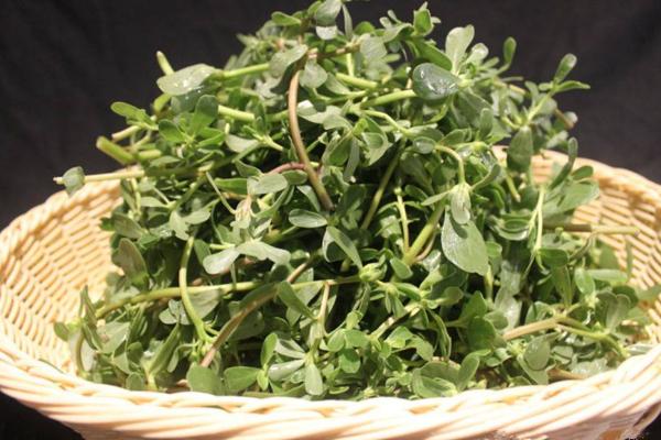 馬齒莧提取物功效與作用 馬齒莧提取物是什么