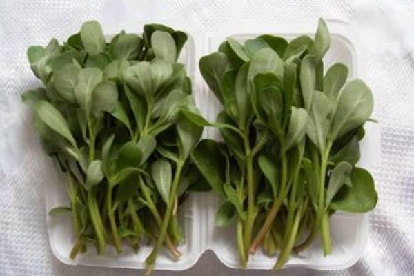 馬齒莧提取物功效與作用 馬齒莧提取物是什么