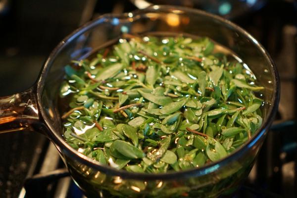 馬齒莧怎么曬干 馬齒莧保存方法