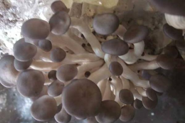 秀珍菇市場(chǎng)價(jià)格多少錢一斤 秀珍菇什么季節(jié)上市