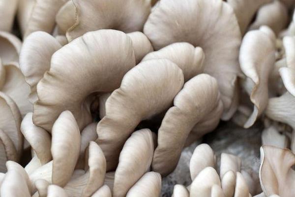 秀珍菇市場(chǎng)價(jià)格多少錢一斤 秀珍菇什么季節(jié)上市