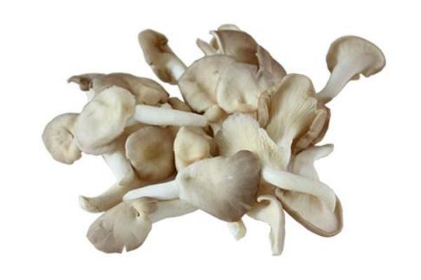 秀珍菇市場(chǎng)價(jià)格多少錢一斤 秀珍菇什么季節(jié)上市