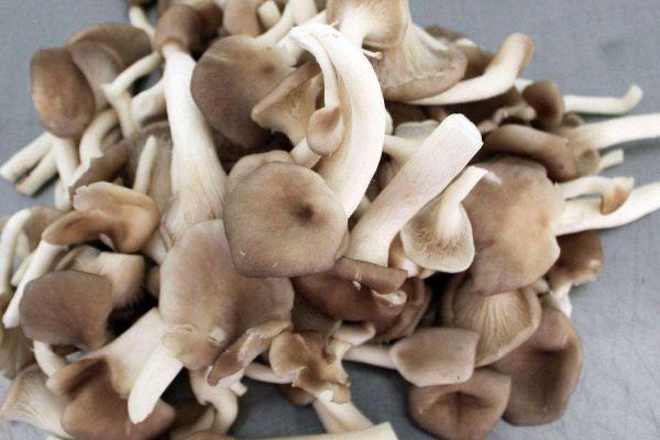 秀珍菇市場(chǎng)價(jià)格多少錢一斤 秀珍菇什么季節(jié)上市