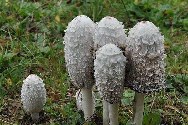 毛頭鬼傘菇功效與作用及禁忌 毛頭鬼傘菇營養價值
