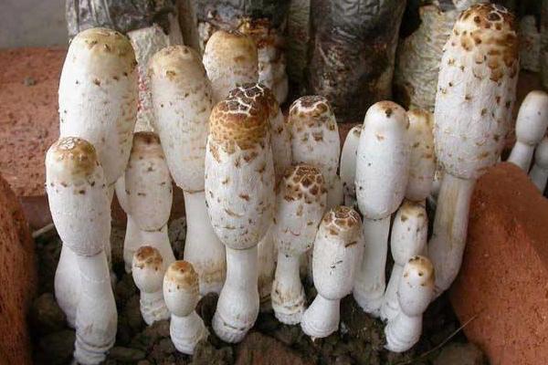 毛頭鬼傘有毒嗎 毛頭鬼傘為什么會自溶