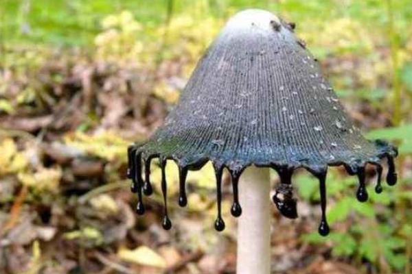 毛頭鬼傘有毒嗎 毛頭鬼傘為什么會自溶