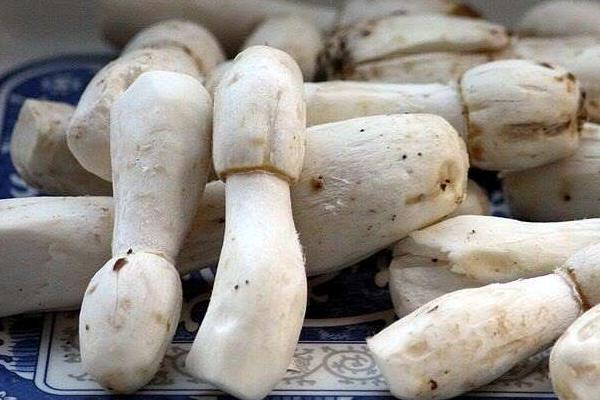 毛頭鬼傘有毒嗎 毛頭鬼傘為什么會自溶