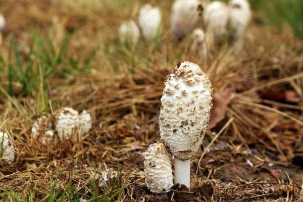 毛頭鬼傘菇市場價格多少錢一斤 毛頭鬼傘菇什么季節上市