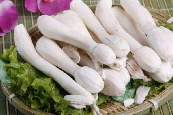 毛頭鬼傘菇市場價格多少錢一斤 毛頭鬼傘菇什么季節上市