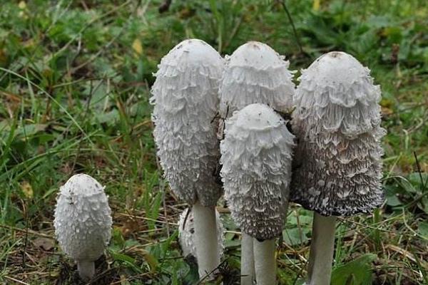 毛頭鬼傘菇市場價格多少錢一斤 毛頭鬼傘菇什么季節上市