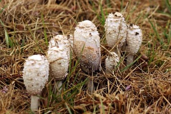 毛頭鬼傘菇市場價格多少錢一斤 毛頭鬼傘菇什么季節上市