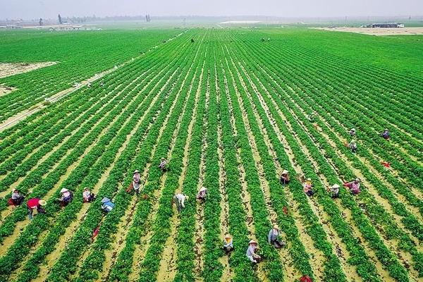 成立農村合作社需要什么條件 農村合作社的經營范圍