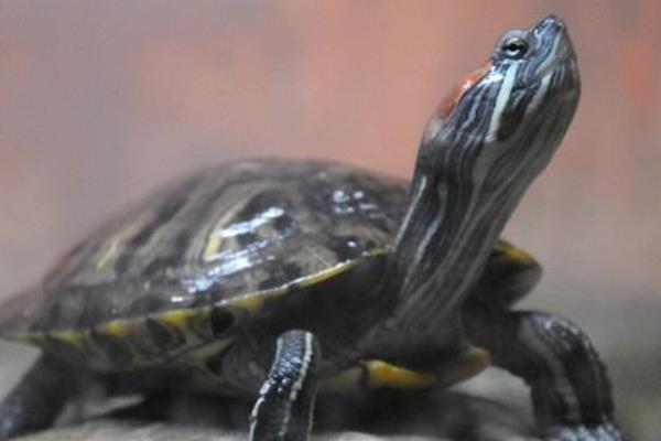 寵物烏龜品種有哪些 寵物烏龜怎么挑選