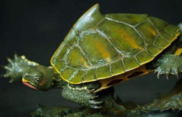 寵物烏龜品種有哪些 寵物烏龜怎么挑選