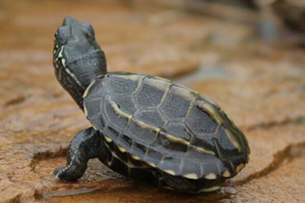 寵物烏龜品種有哪些 寵物烏龜怎么挑選