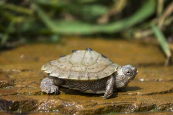 寵物烏龜品種有哪些 寵物烏龜怎么挑選