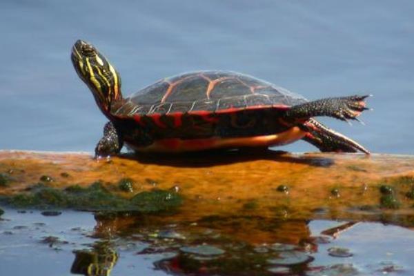 寵物烏龜品種有哪些 寵物烏龜怎么挑選