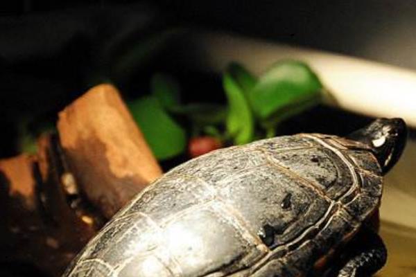 寵物烏龜品種有哪些 寵物烏龜怎么挑選