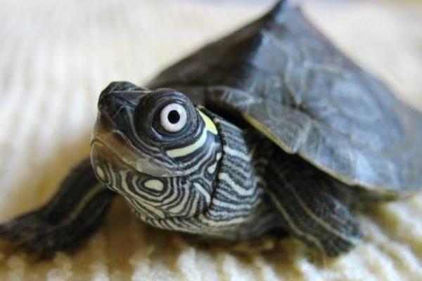 寵物烏龜品種有哪些 寵物烏龜怎么挑選