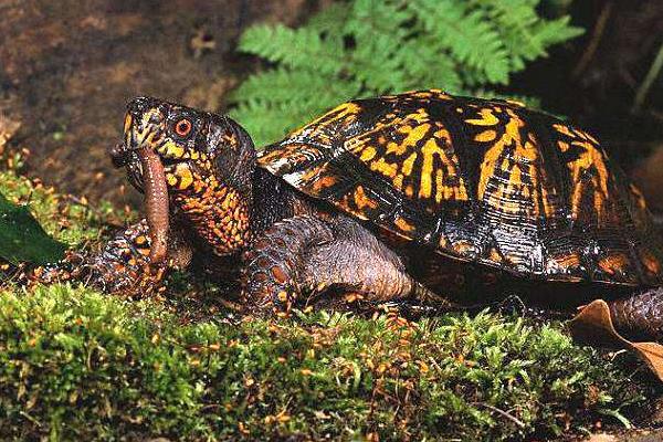 寵物烏龜品種有哪些 寵物烏龜怎么挑選