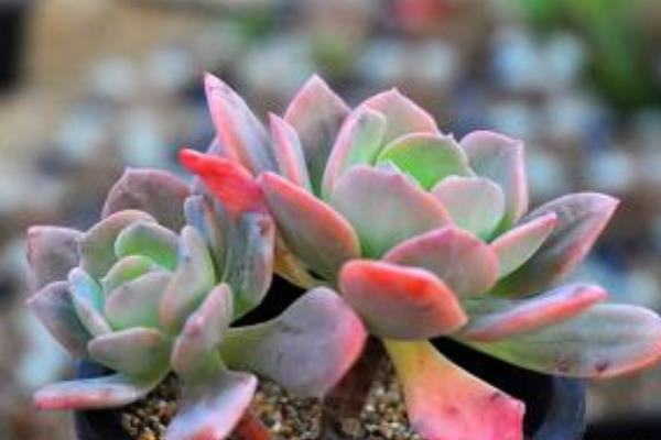 紅粉臺(tái)閣多肉怎么養(yǎng) 紅粉臺(tái)閣繁殖方法