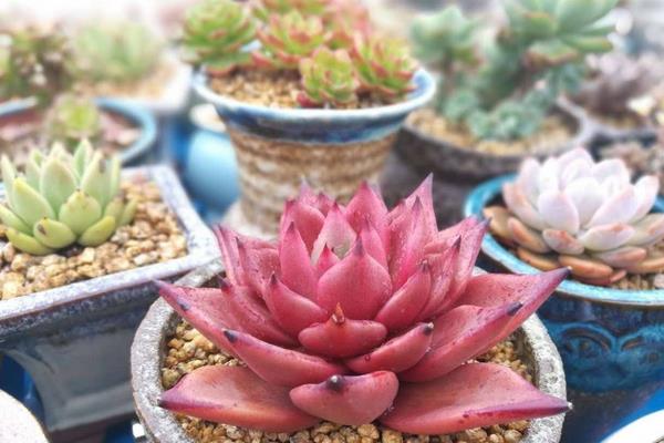 紅粉臺閣多肉怎么養 紅粉臺閣繁殖方法