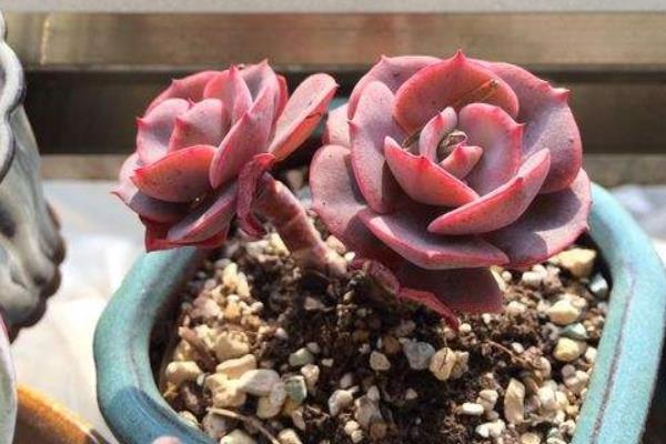 紅粉臺閣多肉怎么養 紅粉臺閣繁殖方法