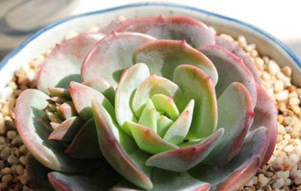 紅粉臺閣多肉怎么養 紅粉臺閣繁殖方法