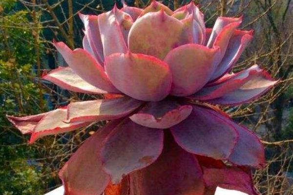 紅粉臺閣多肉怎么養 紅粉臺閣繁殖方法