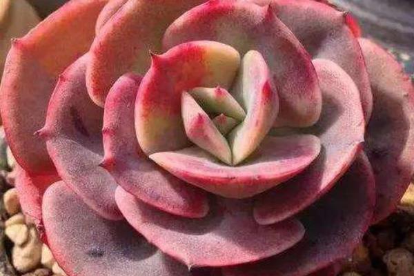 紅粉臺閣多肉怎么養 紅粉臺閣繁殖方法