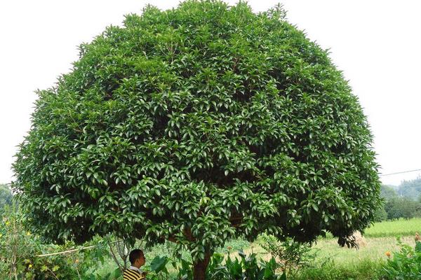 桂花樹不開花的原因及解決方法 桂花樹生長不佳的原因