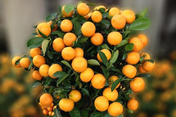 盆栽金桔掉葉子怎么辦 金桔盆栽掉果的原因及解決方法