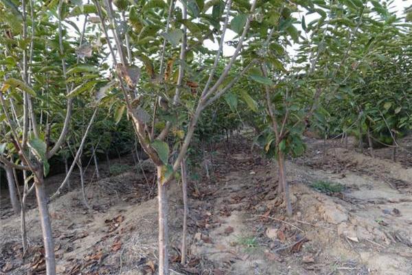 櫻桃樹施什么肥好 櫻桃樹施肥時間表