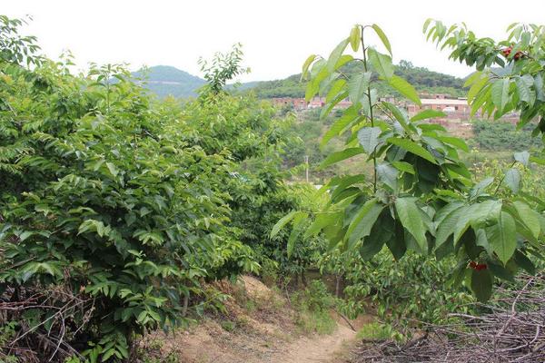 櫻桃樹施什么肥好 櫻桃樹施肥時間表